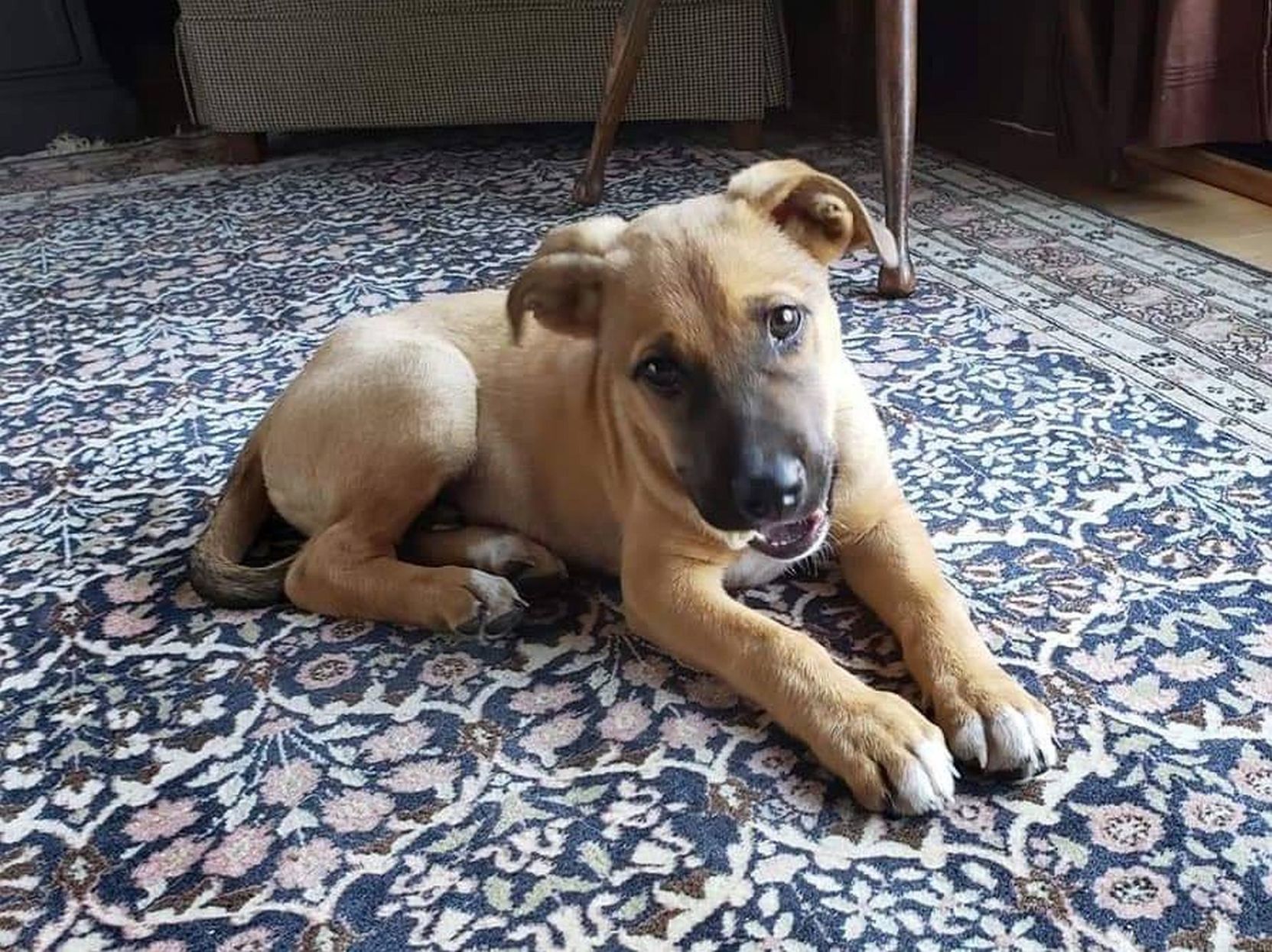 Adopt a Pet | Kodiak